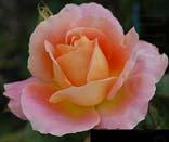 Pink Orange Rose, unknow artist